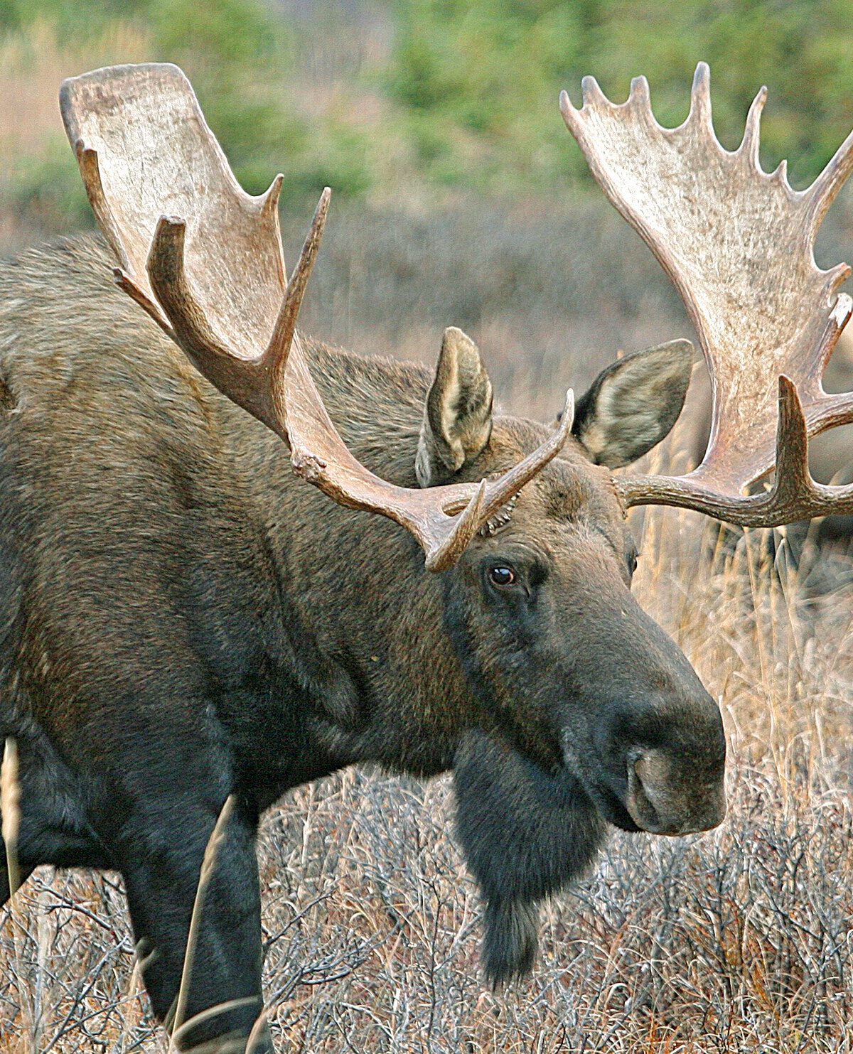 Alaska Moose