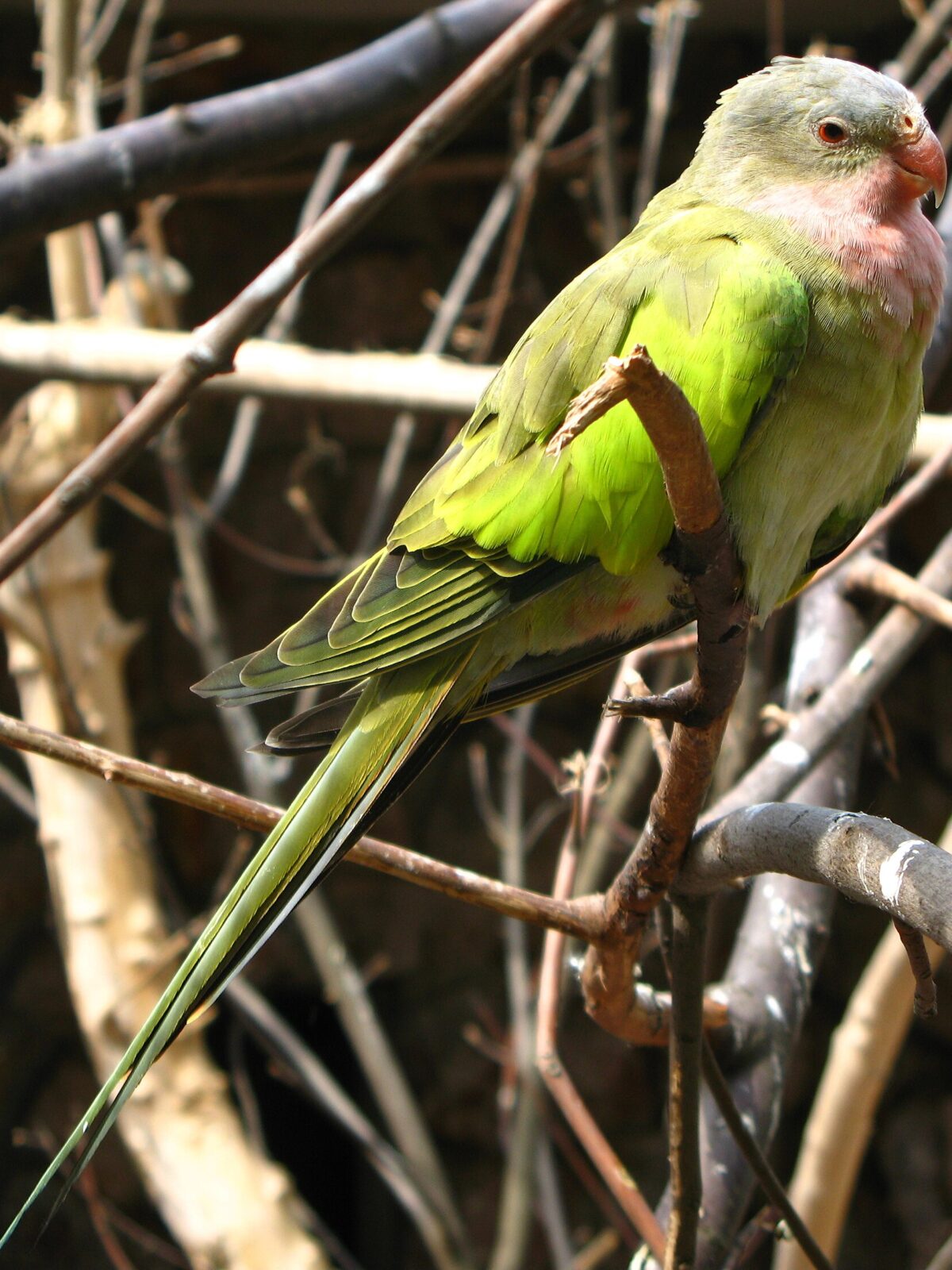 Princess Parrot