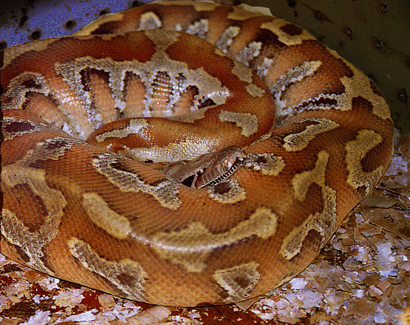 Bornean Short-Tailed Python