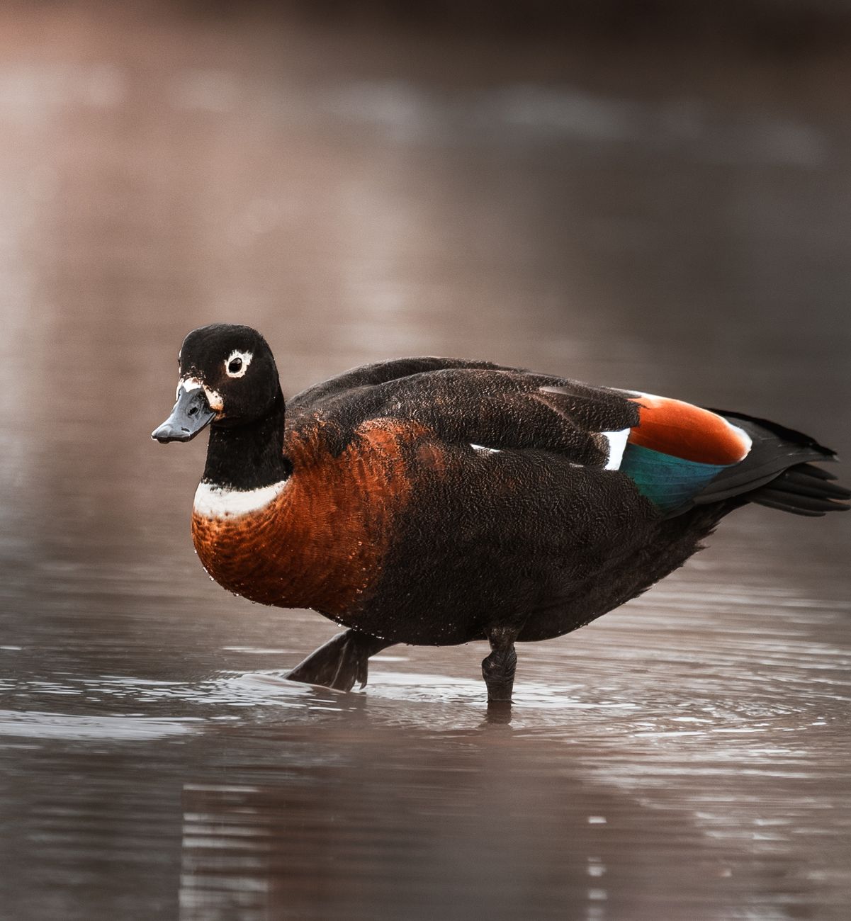 Australian Shelduck