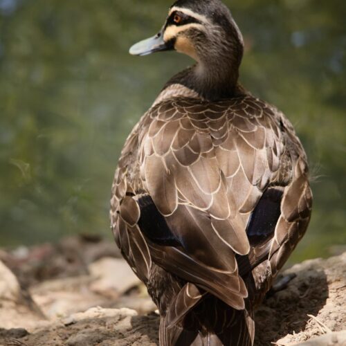 Shelduck
