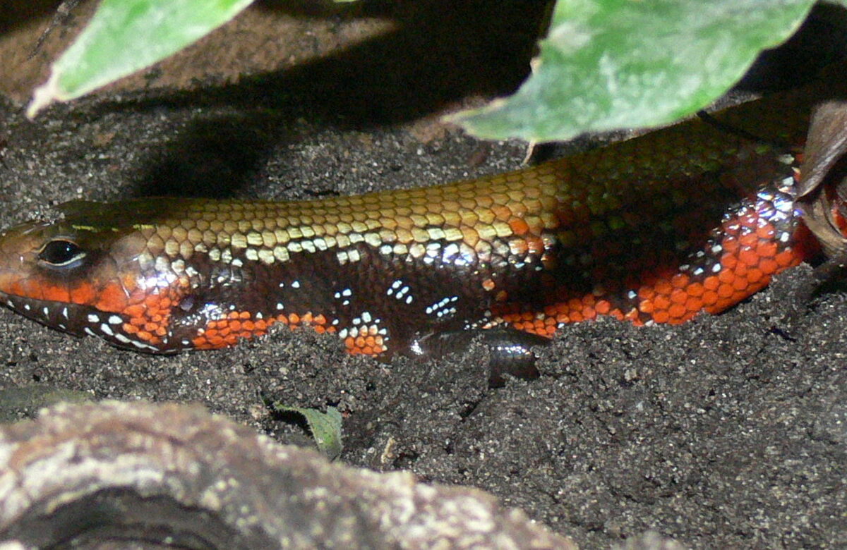 Fire Skink