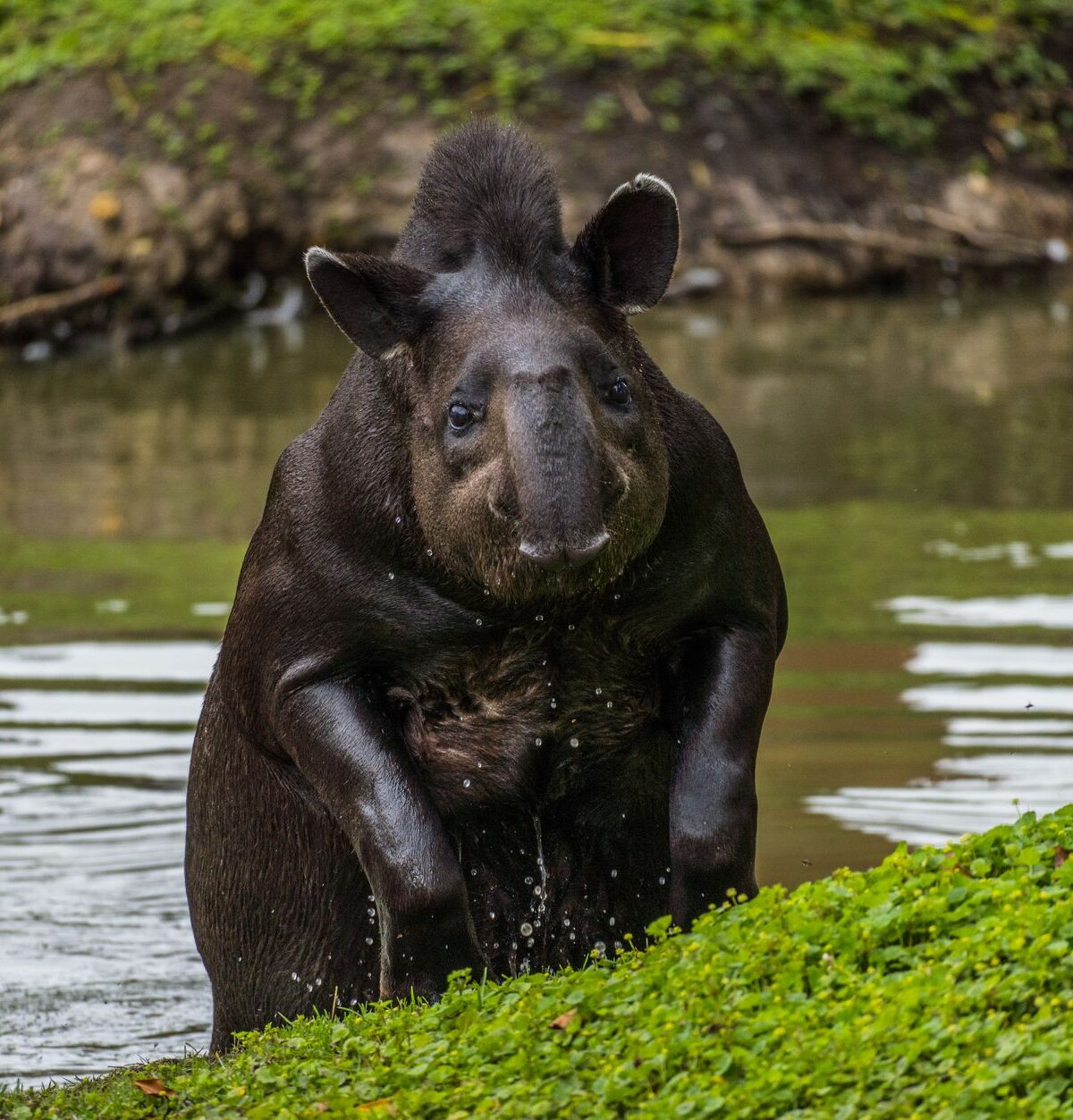 Mountain Tapir