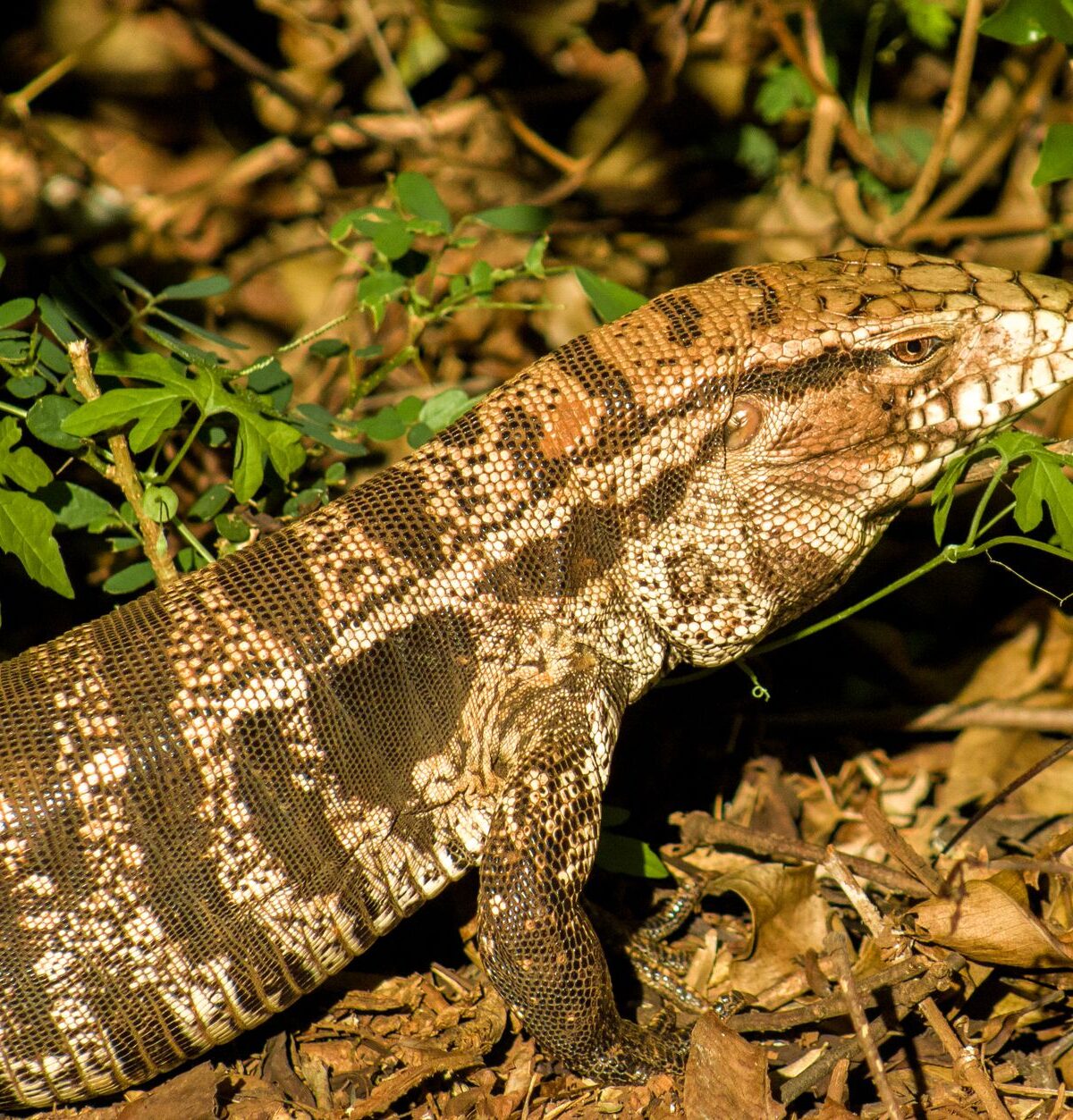 Argentine Red Tegu