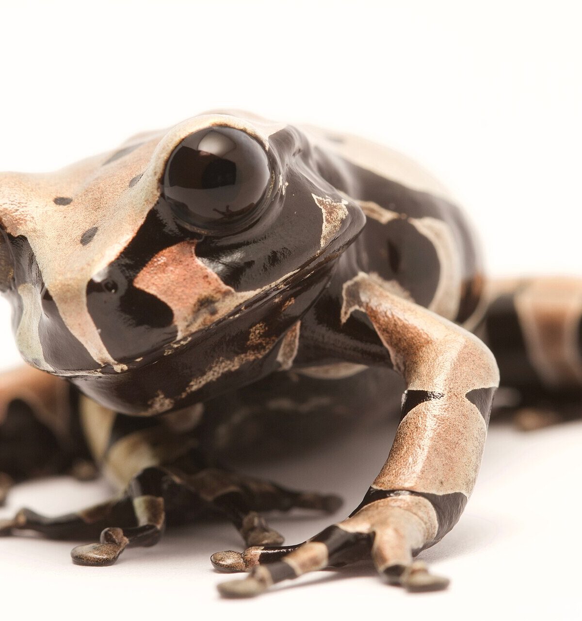 Bumblebee Toad
