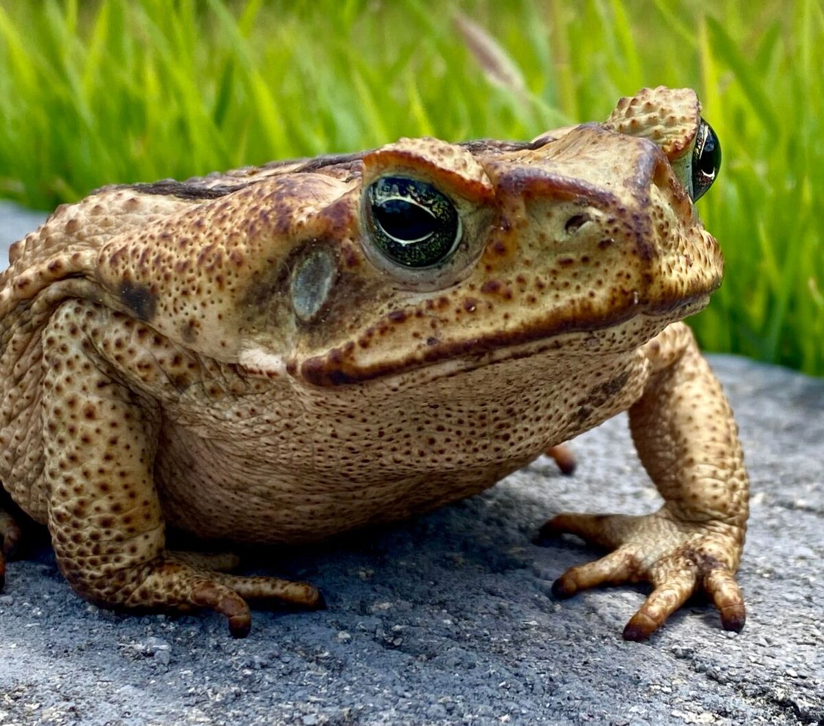 Cane Toad