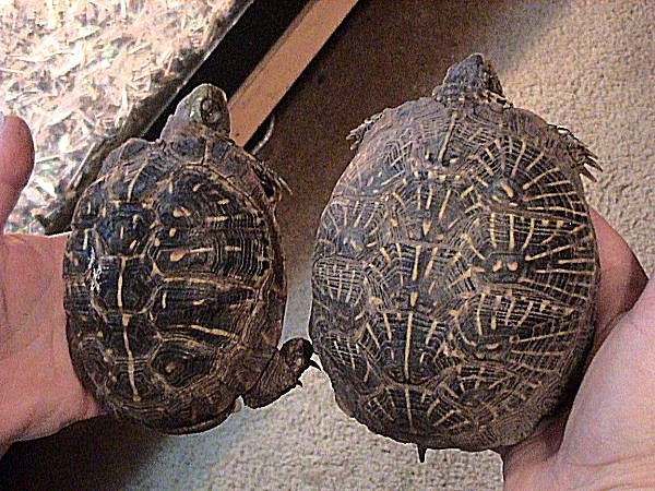 Ornate Box Turtle