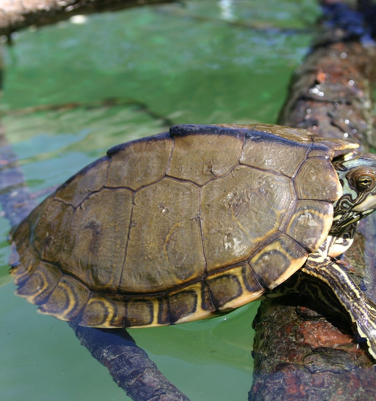 Pearl River Map Turtle