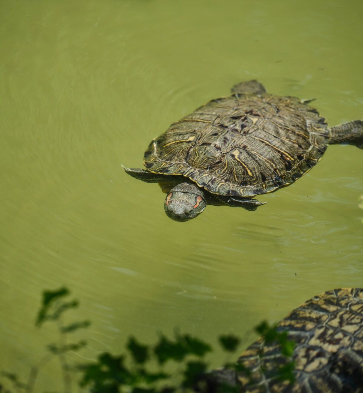 Red-Eared Slider Turtle