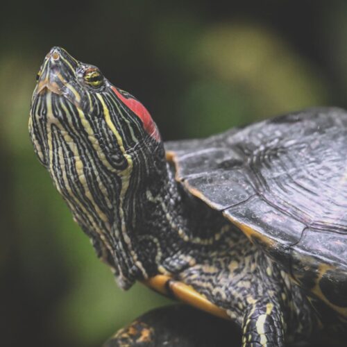 Red-Eared Slider
