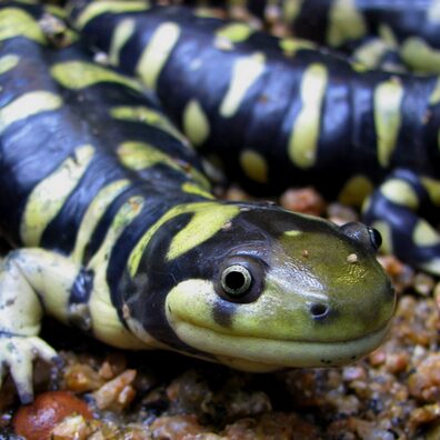Salamander