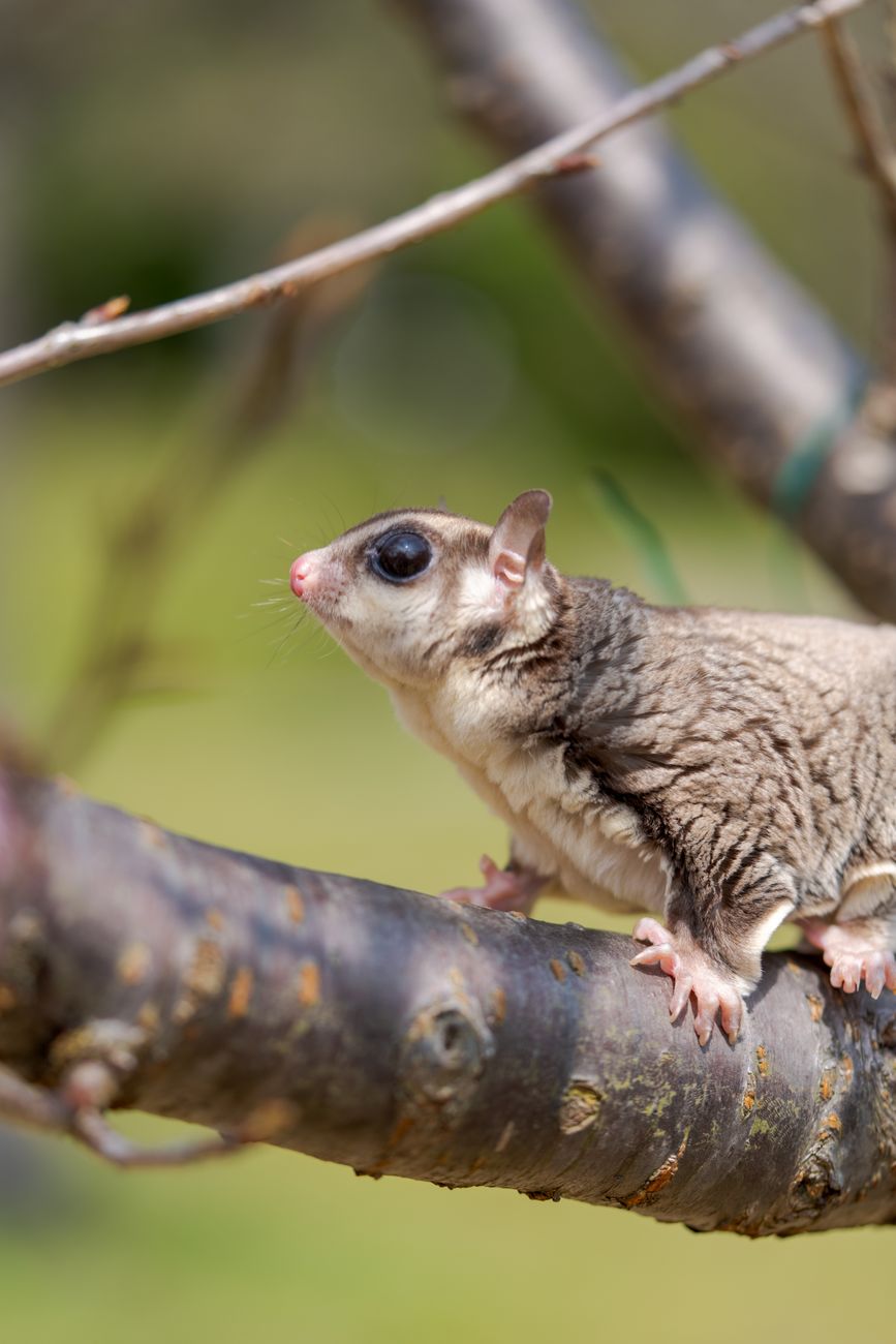 Southern Flying Squirrel
