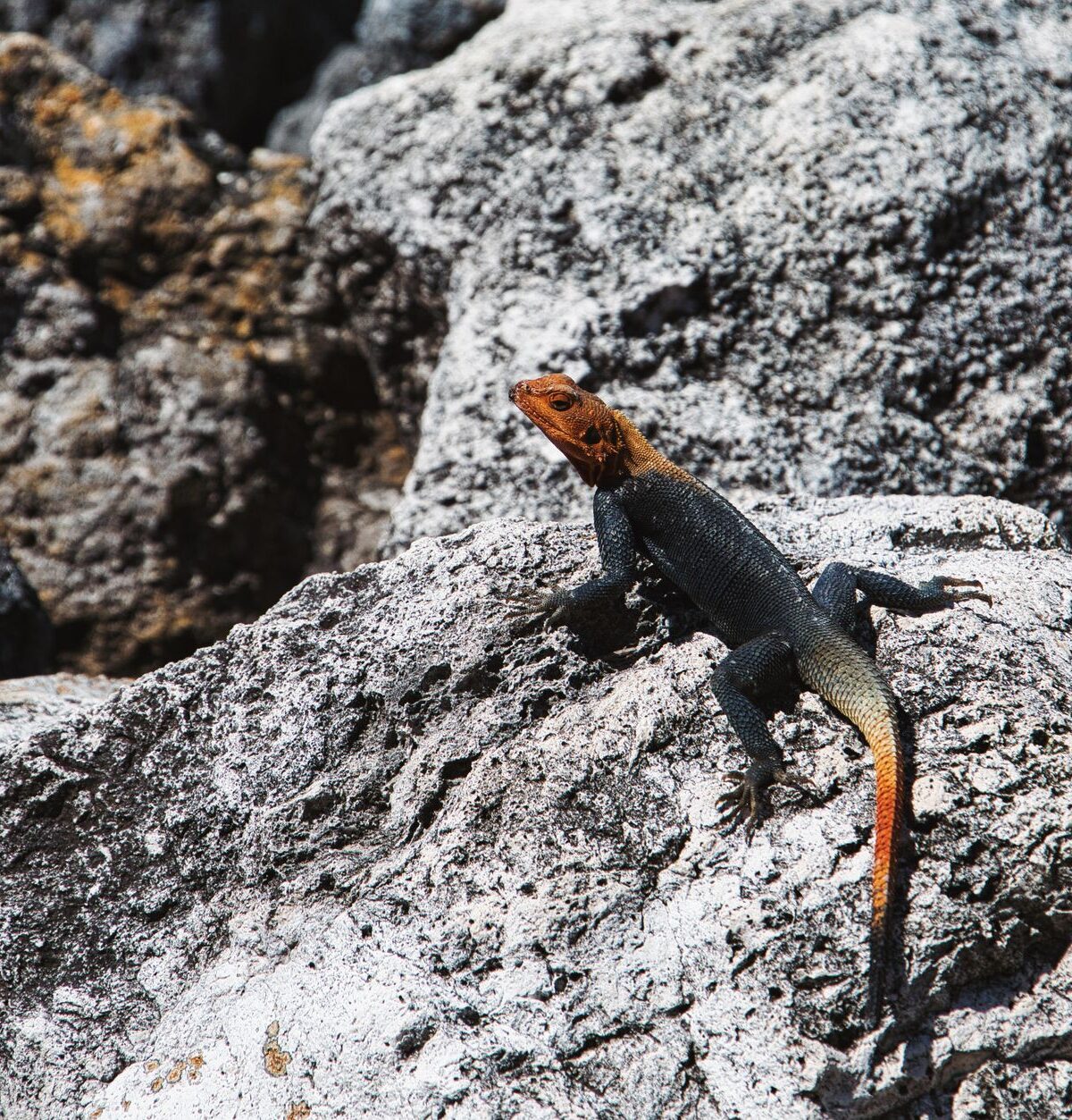 Agama