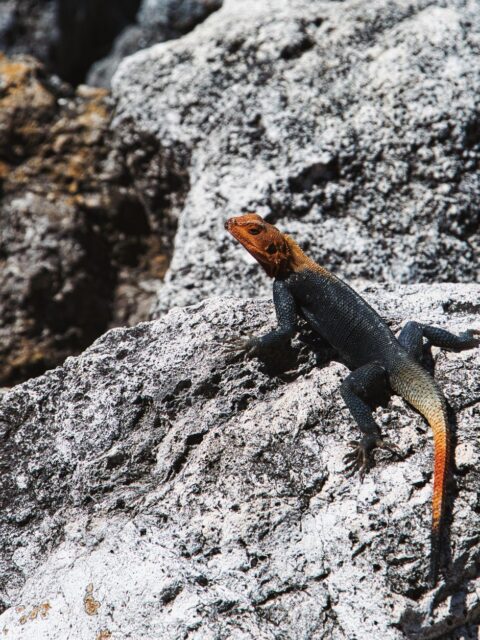 Agama