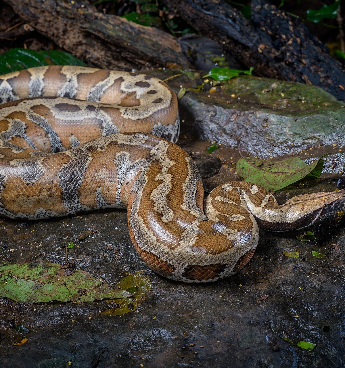 Bornean Blood Python