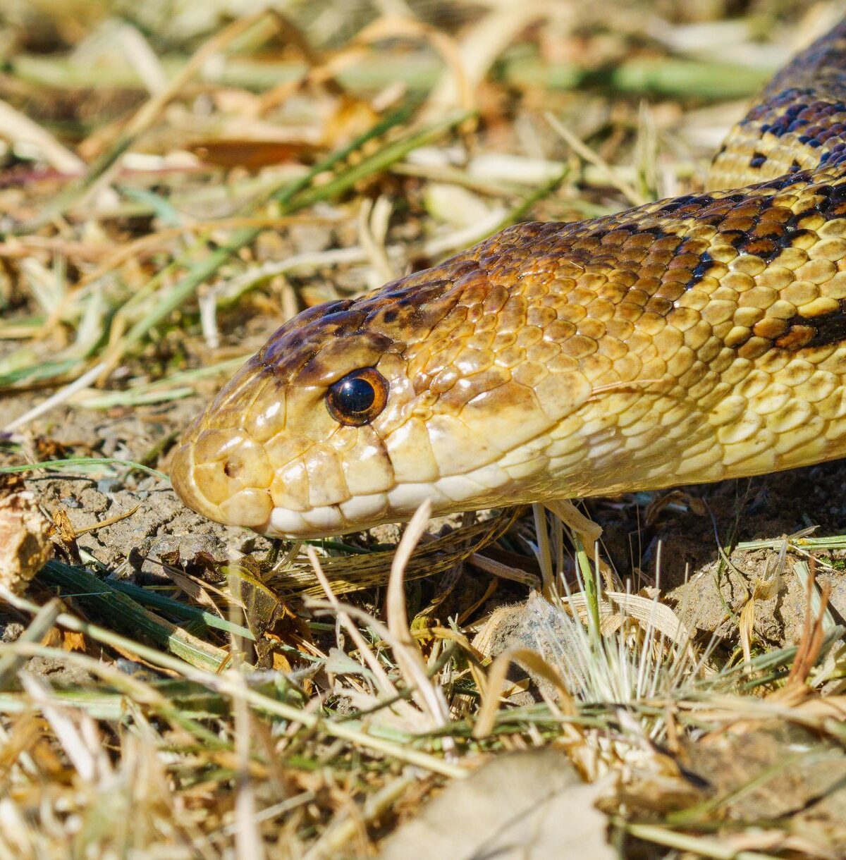 Gopher/Pine Snake