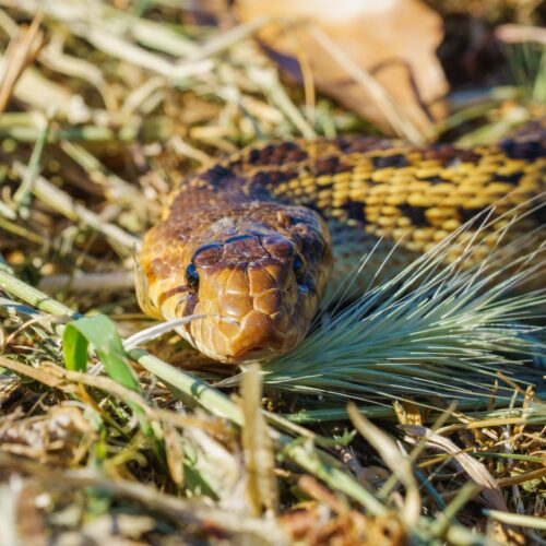 Pine Snake