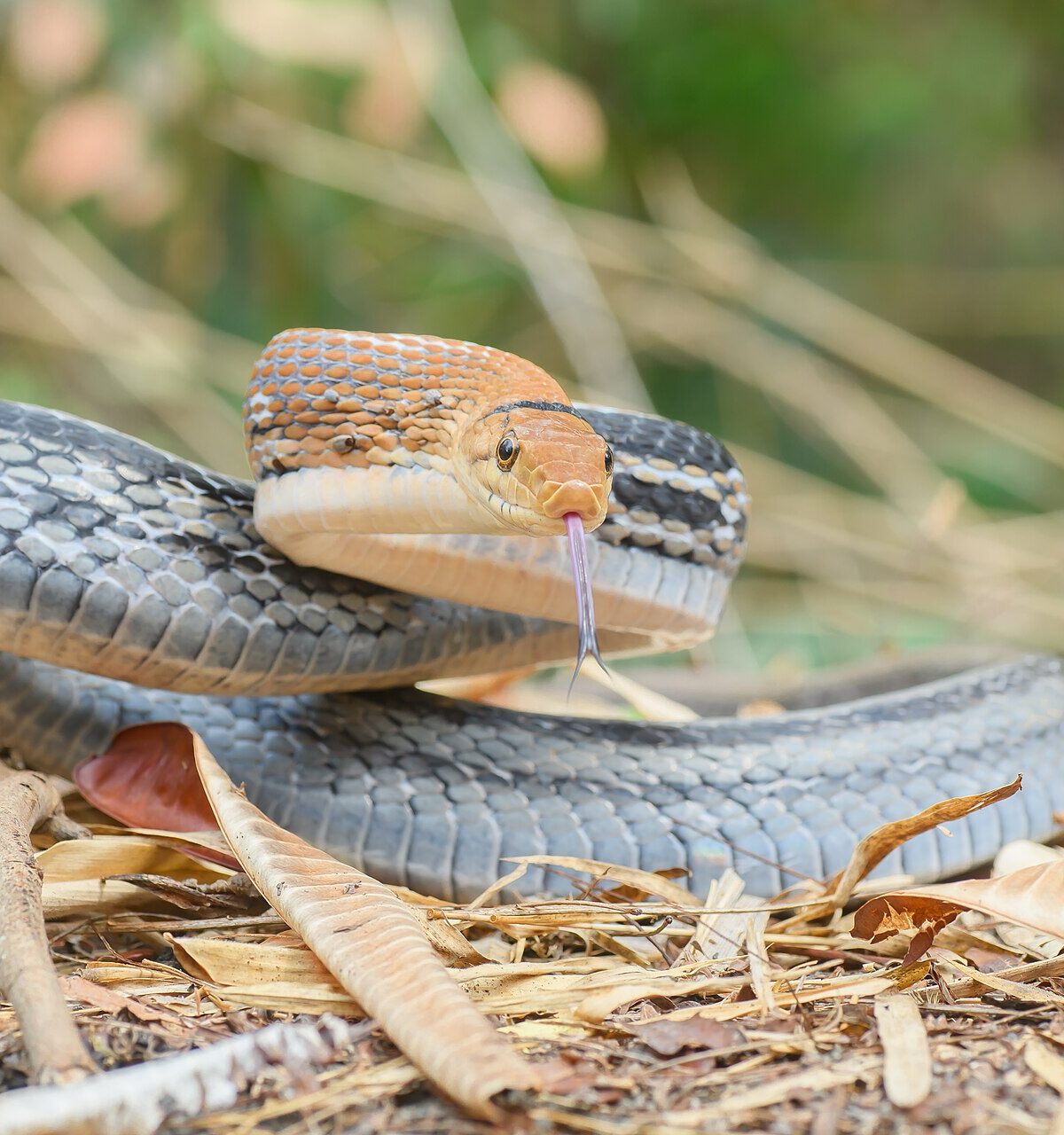 Mandarin Trinket Snake