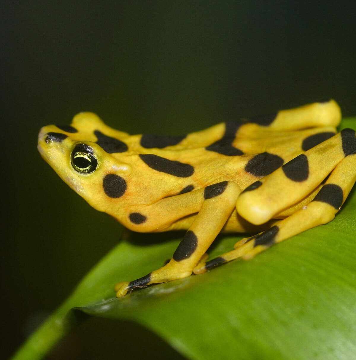 Panamanian Frog