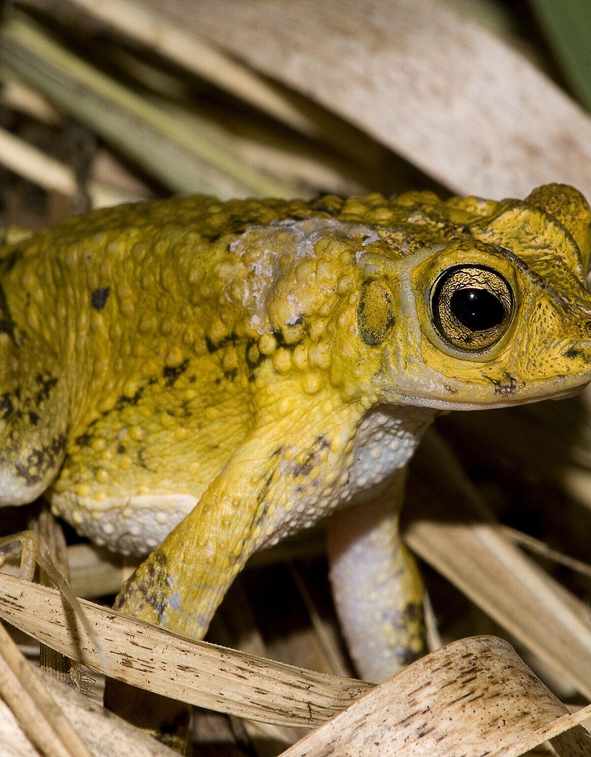 Puerto Rican Crested Toad