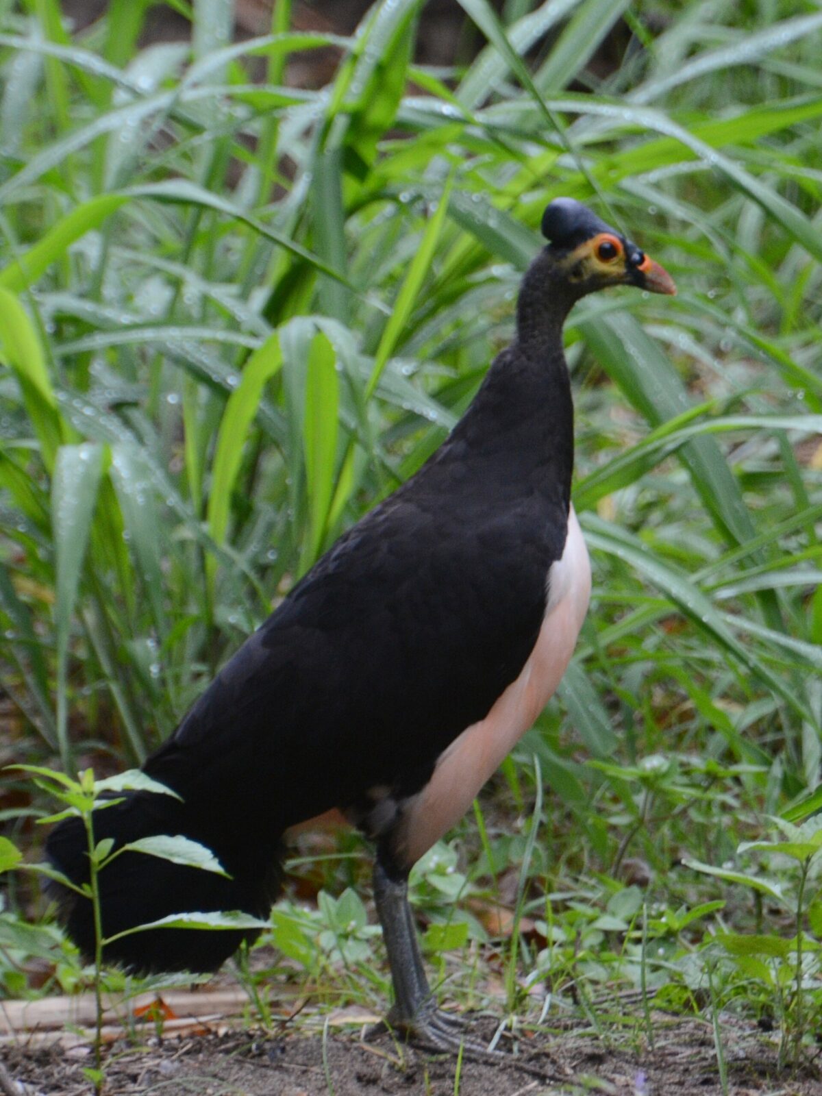 Maleo