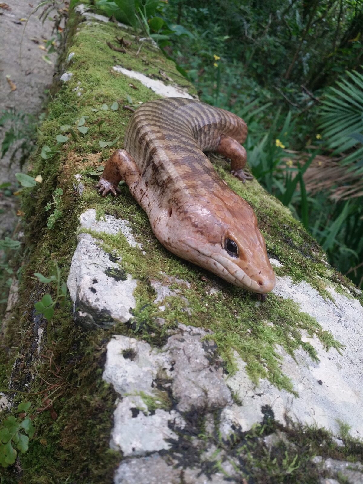 Haitian Giant Galliwasp
