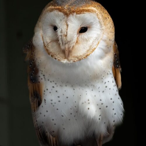 Barn Owl