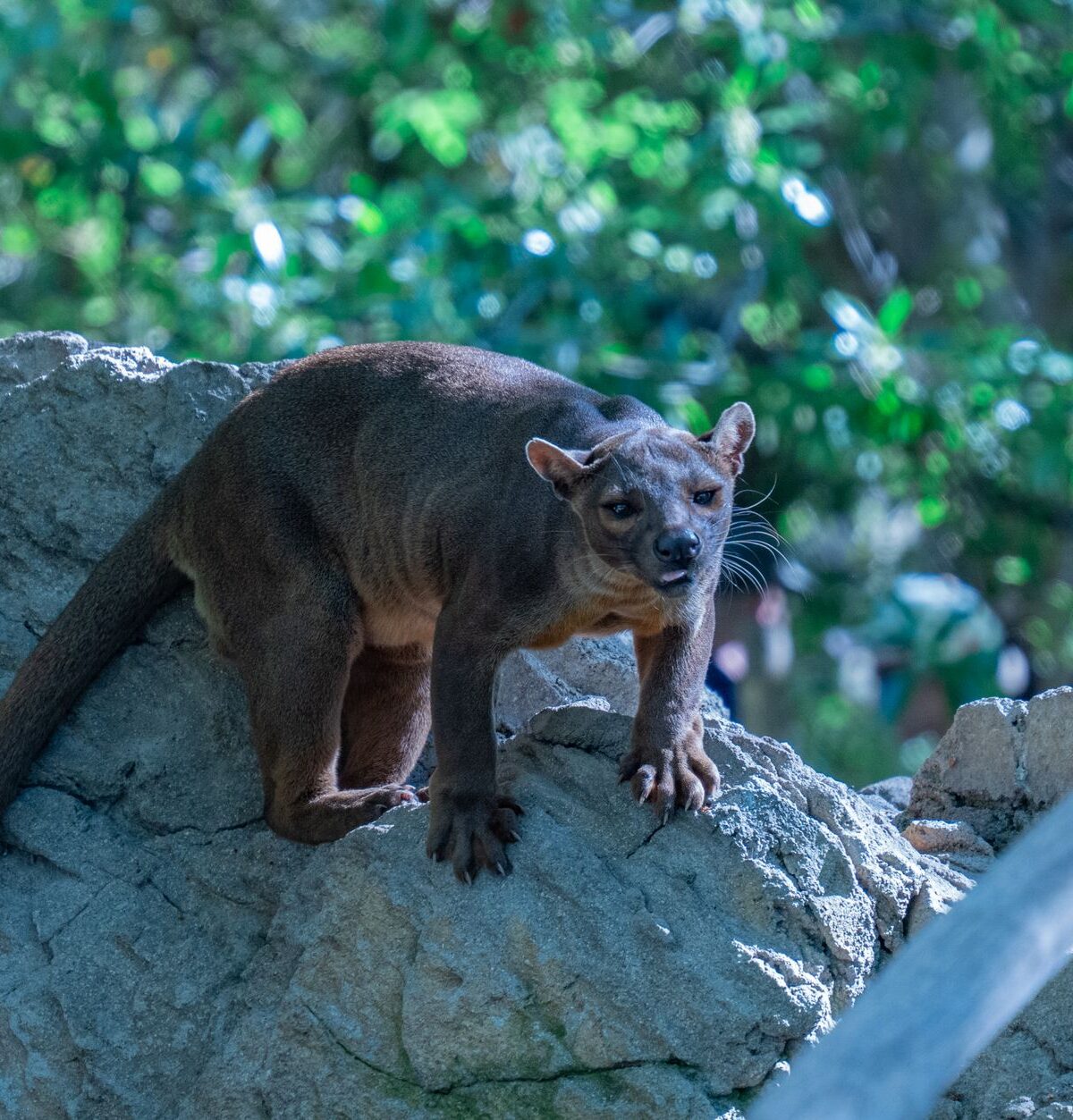 Malagasy Civet