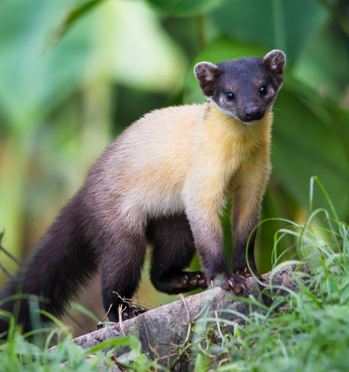 Javan Yellow-Throated Marten