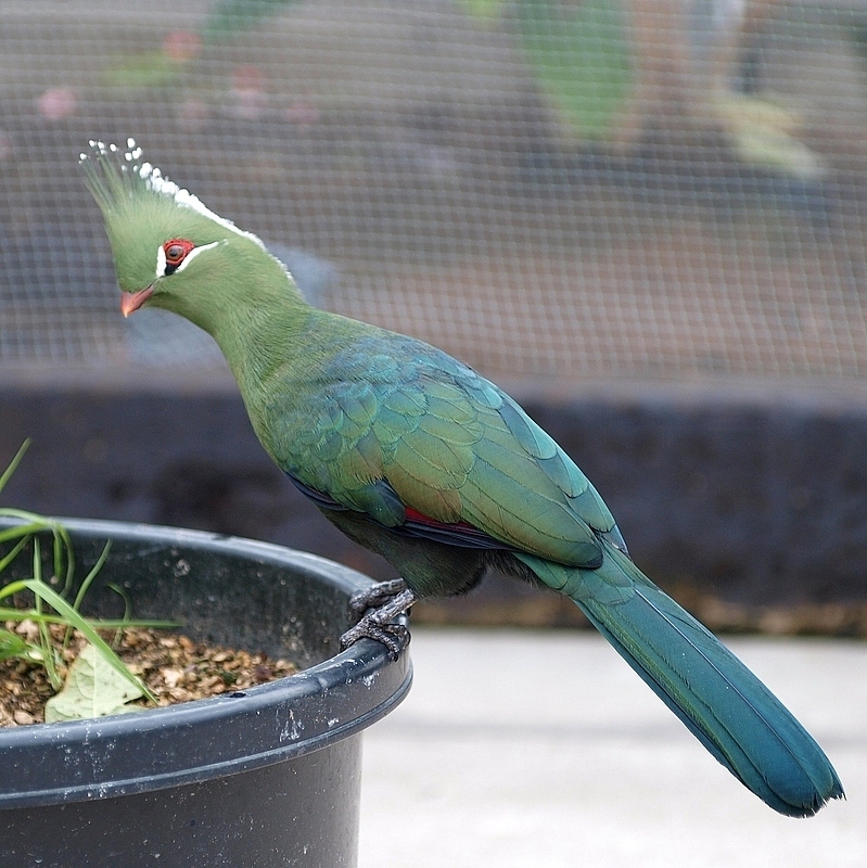 Livingston's Turaco