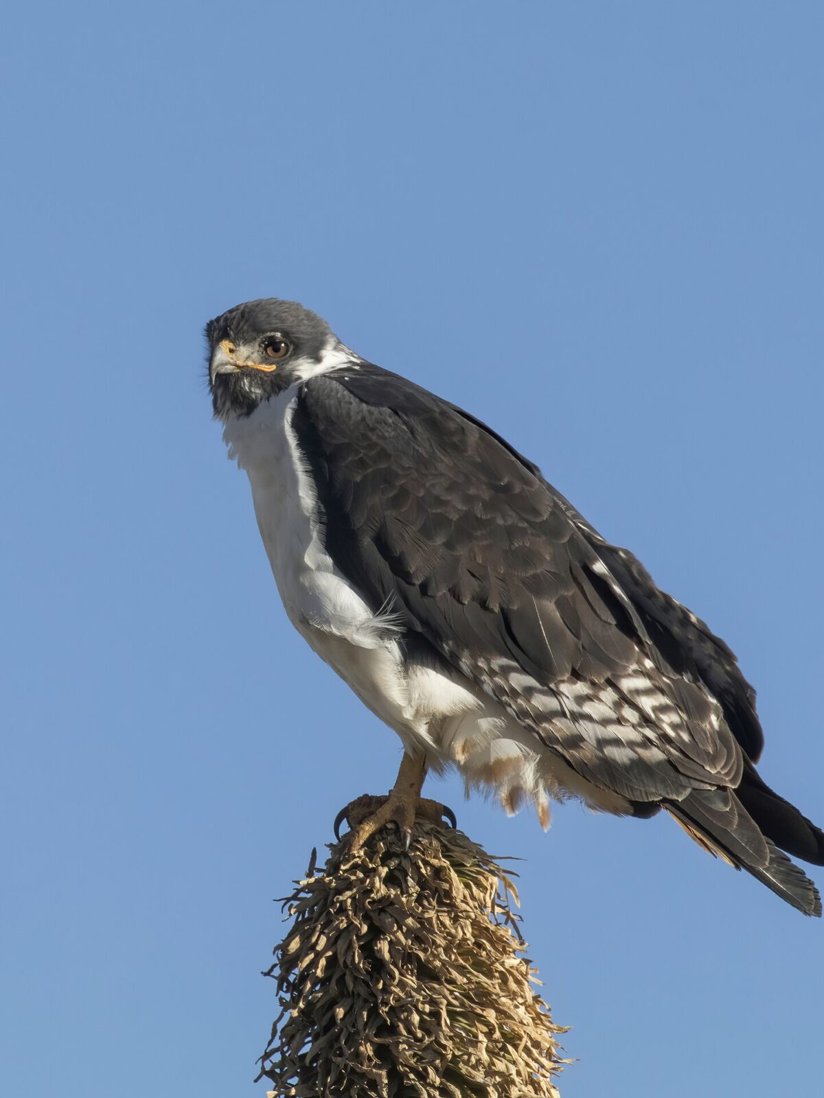 Augur Buzzard