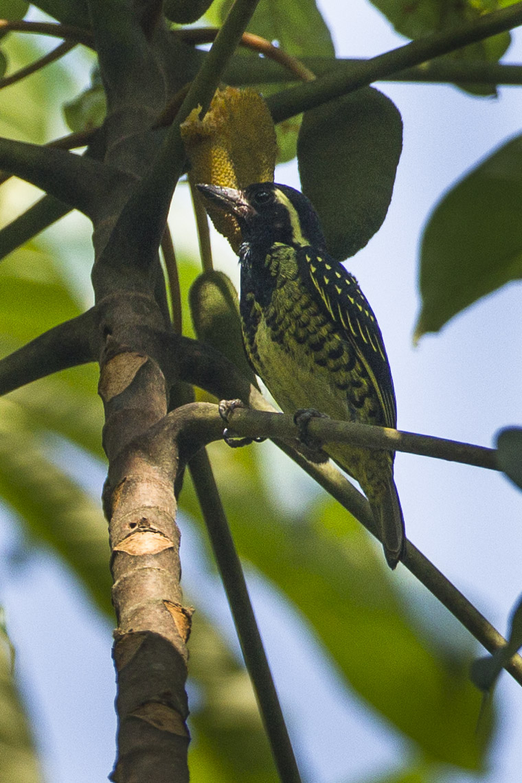 Black-Spotted Barbet