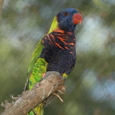 Rosenberg's Lorikeet