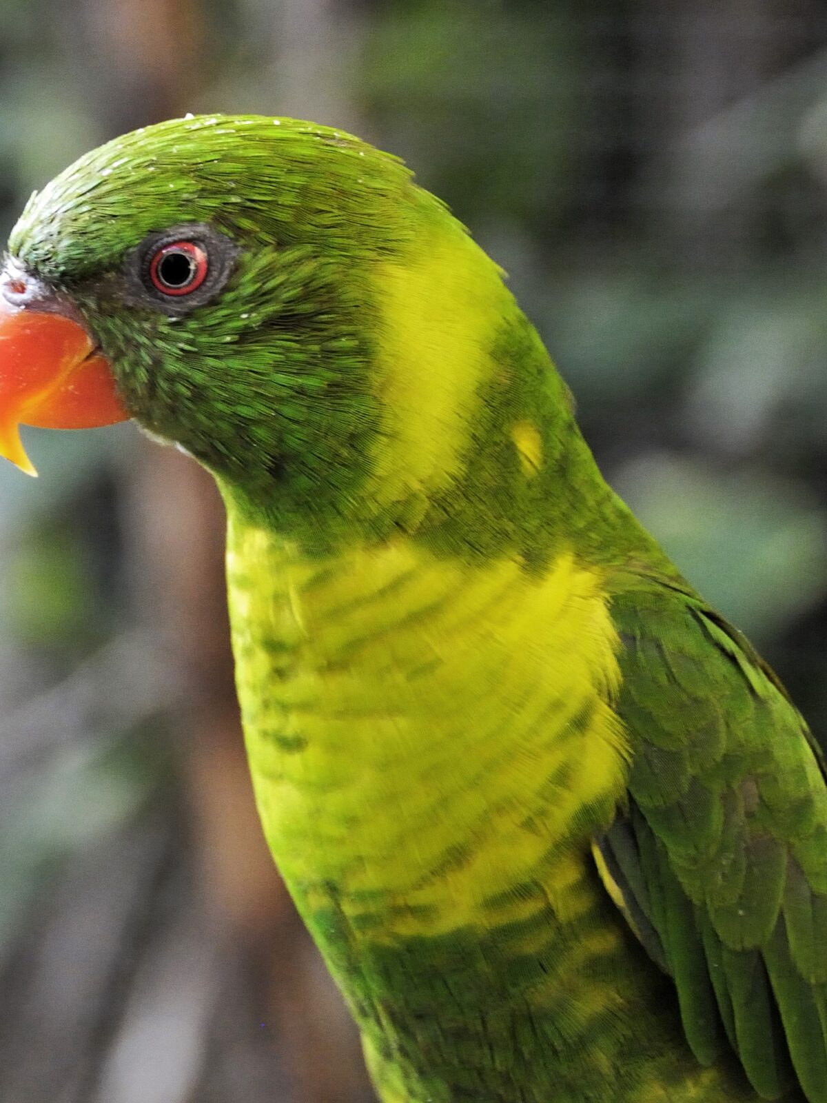 Weber's Lorikeet