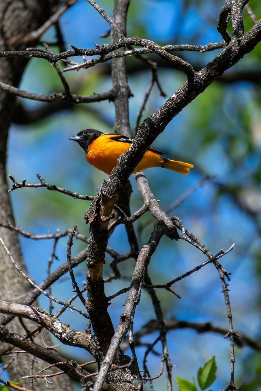 Northern Oriole