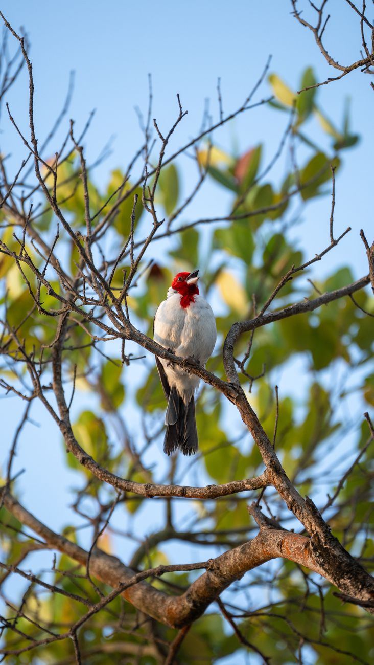 Red-capped Cardinal