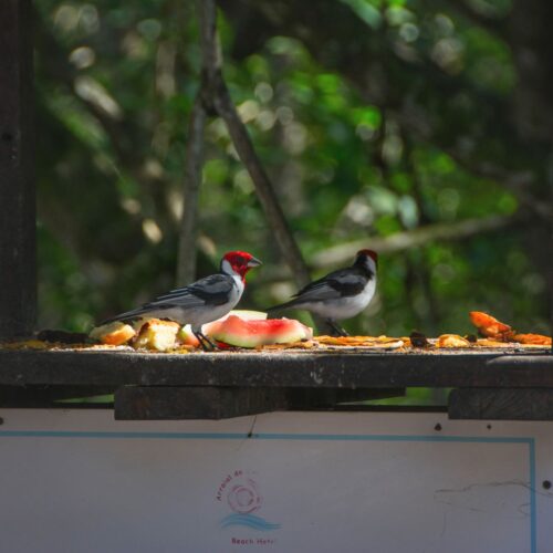 Cardinal