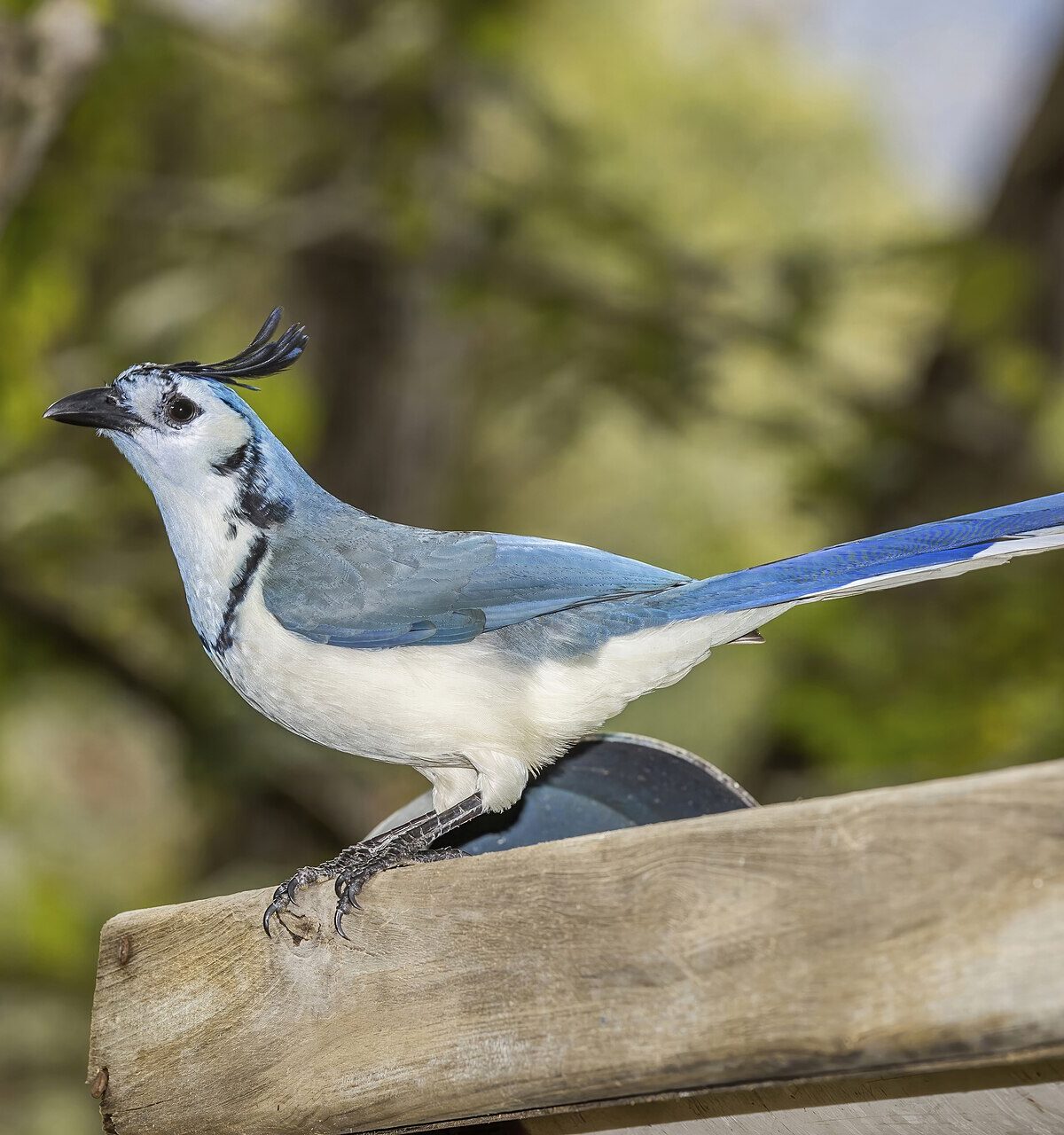 Magpie Jay