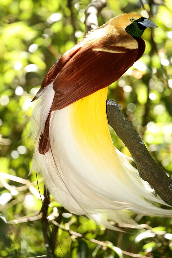 Lesser Bird-of-paradise