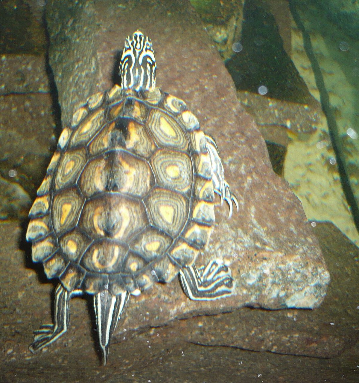 Yellow-blotched Map Turtle