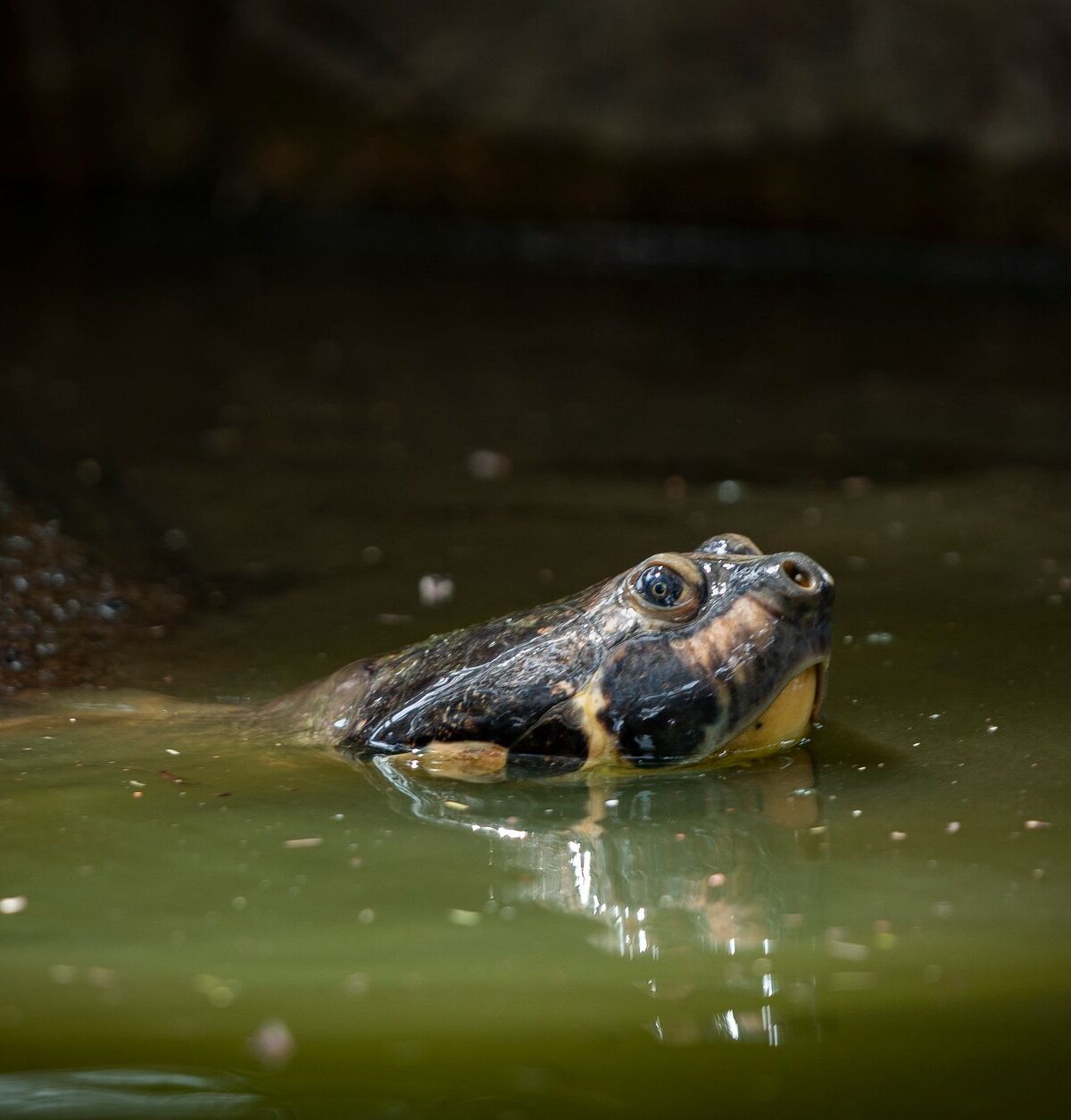 Big-headed Amazon River Turtle