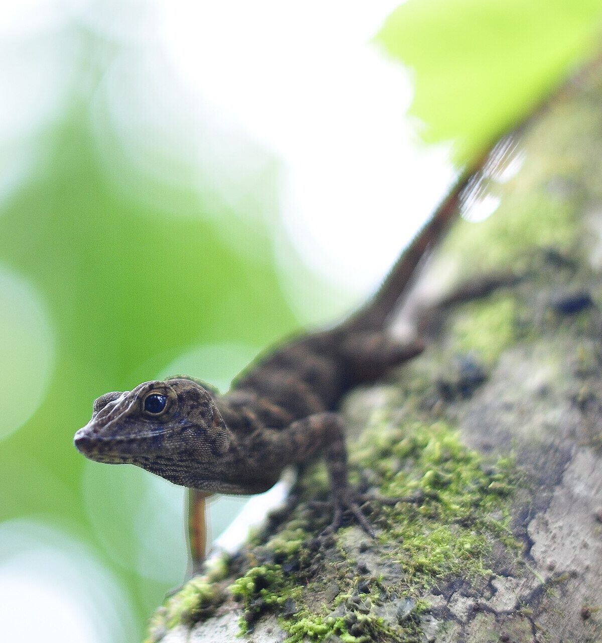 Hispaniolan Giant Anole