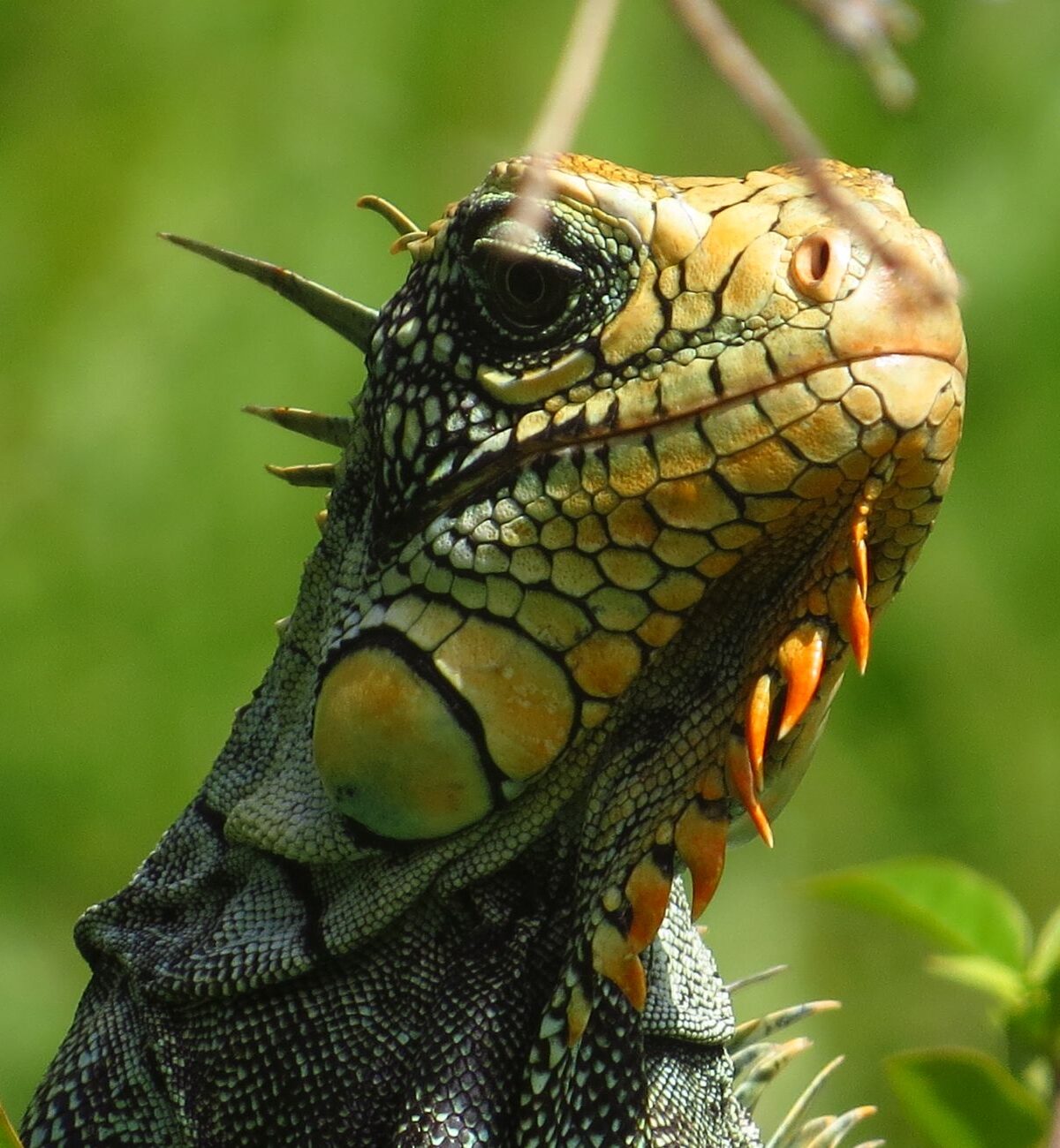 Cone-headed Iguana