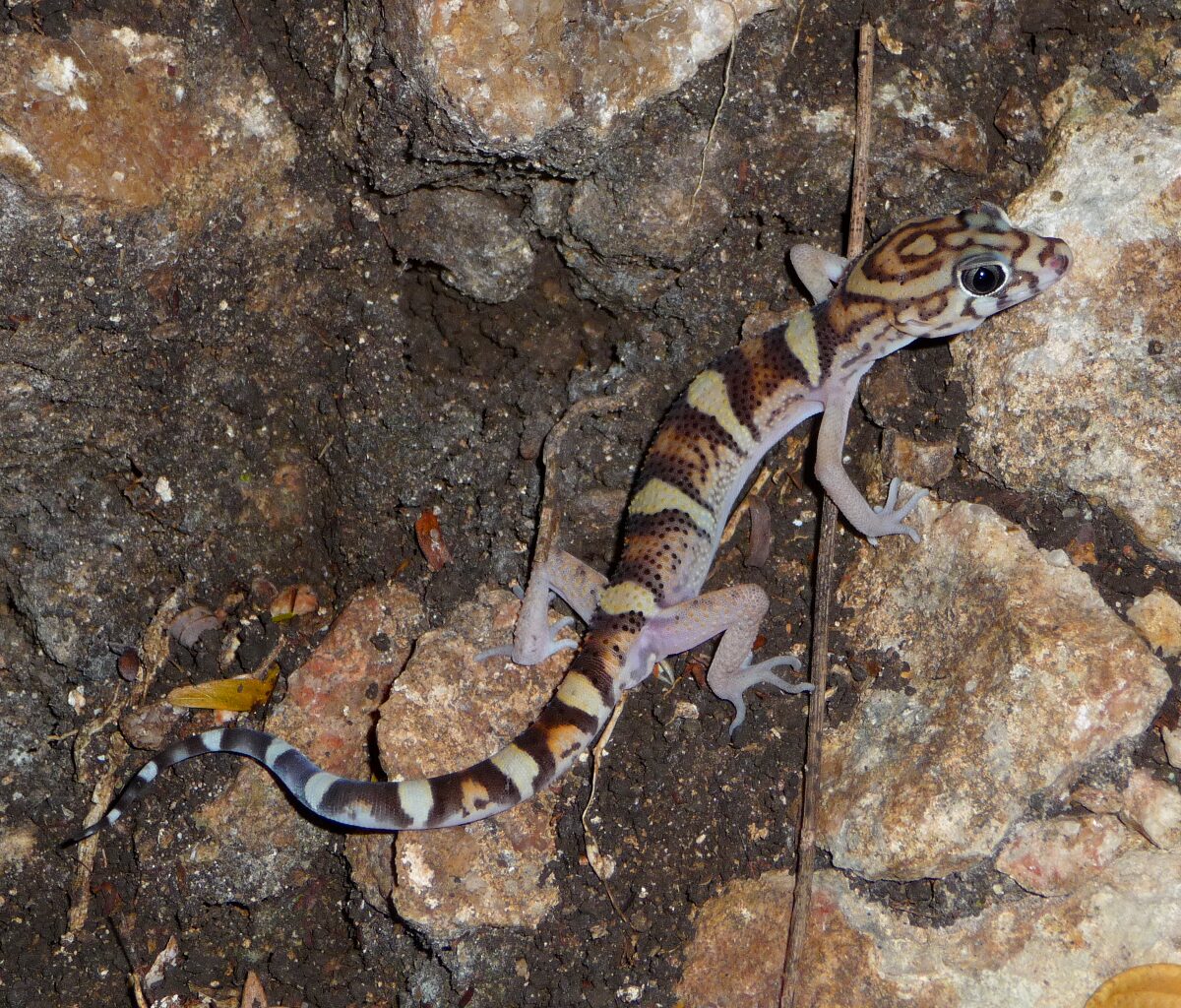 Central American Banded Gecko