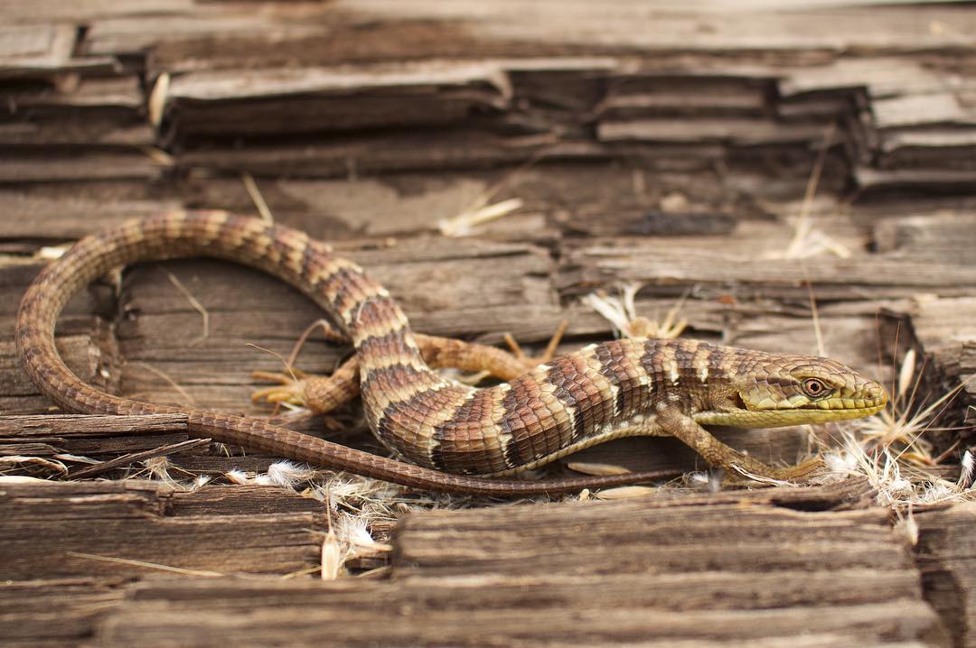Alligator Lizard