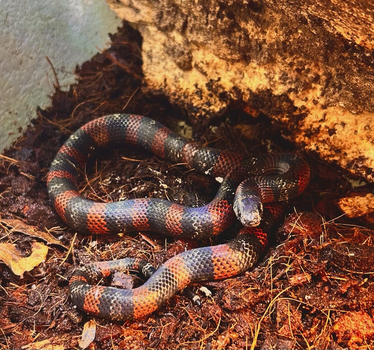 Guatemalan Milk Snake