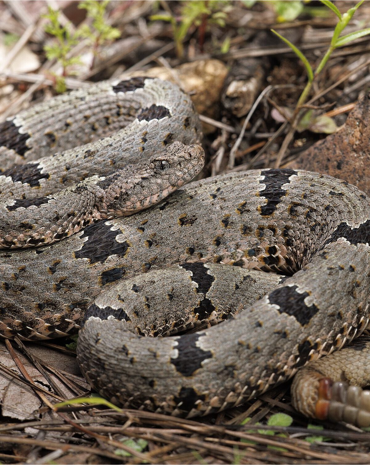 Banded Rock Rattlesnake