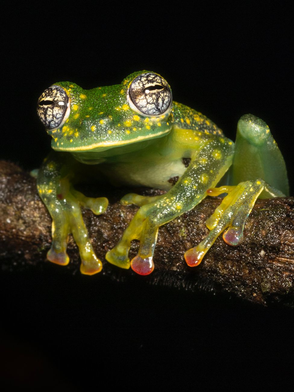 Glass Frog