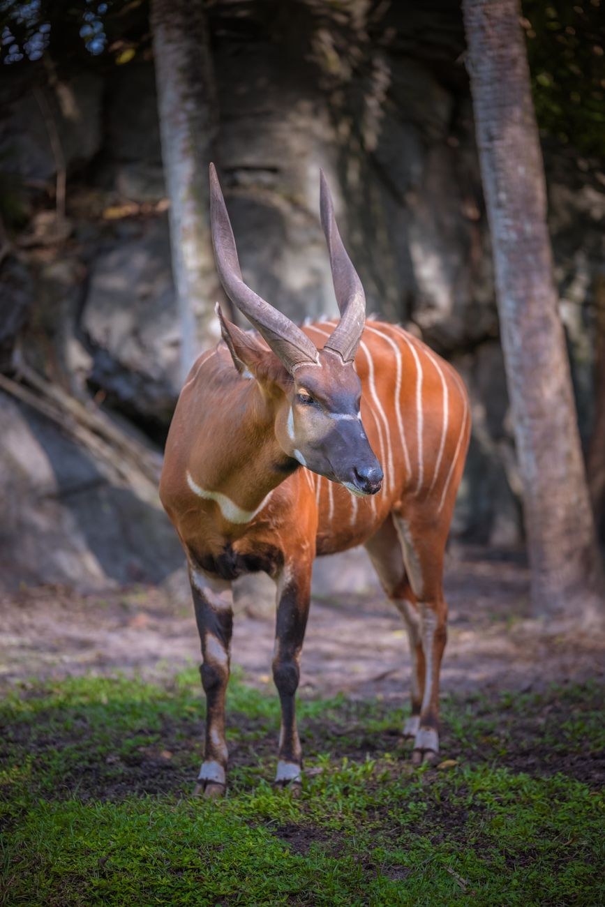 Eastern Bongo