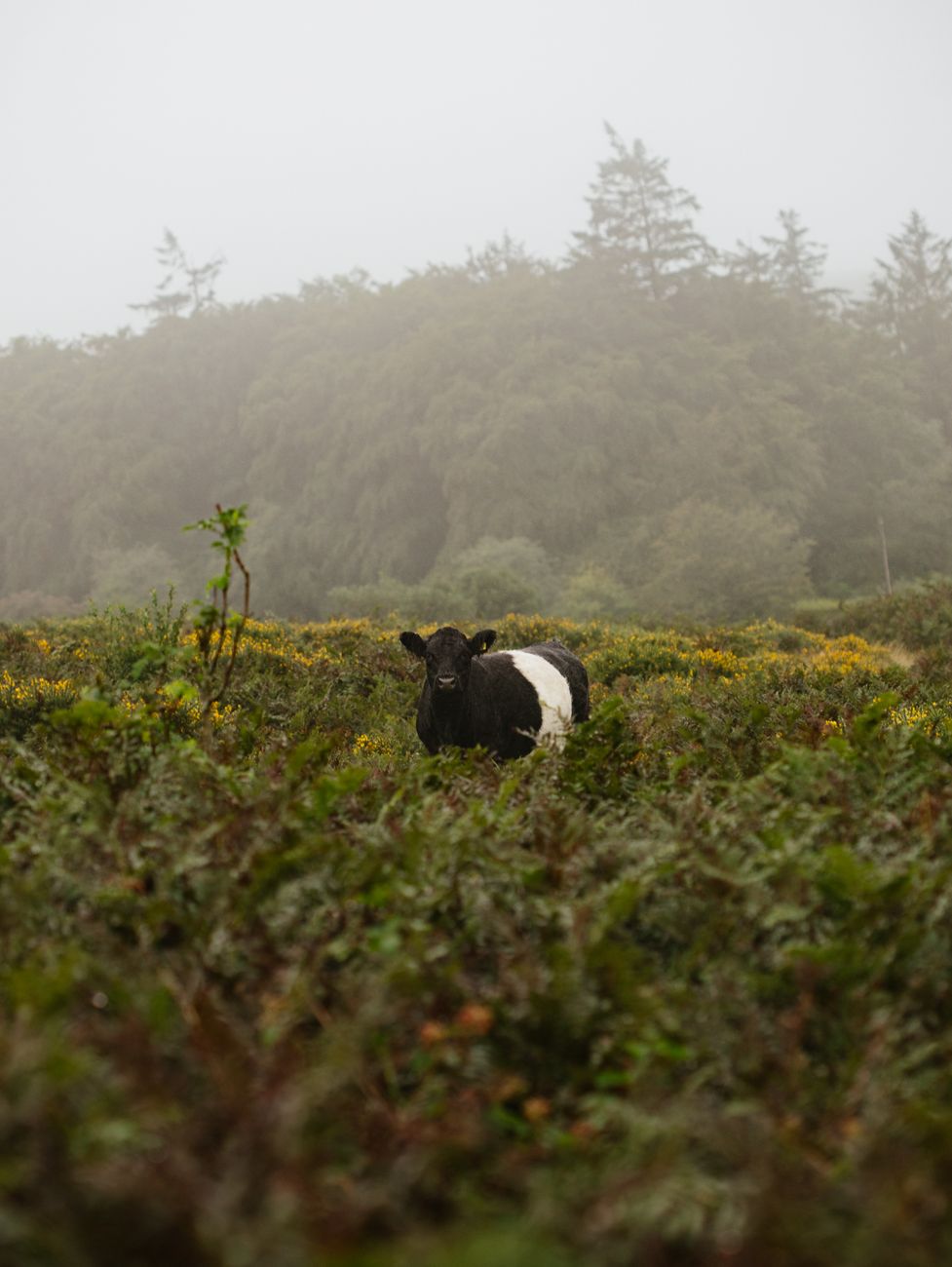 Belted Galloway